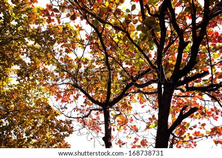 leaves in autumn 