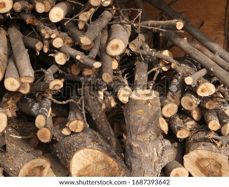 The sawn branches of an old tree are piled up