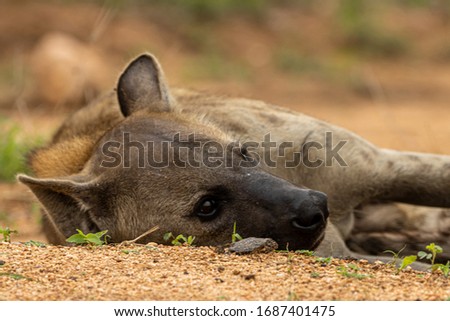 Spotted hyena sleeping on gravel road early morning, Kruger National Park