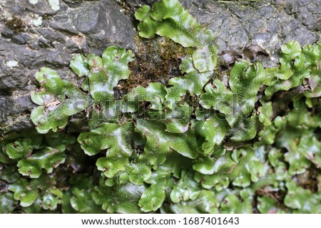 Marchantia polymorpha, Common liverwort, Marchantiaceae. Royalty-Free Stock Photo #1687401643