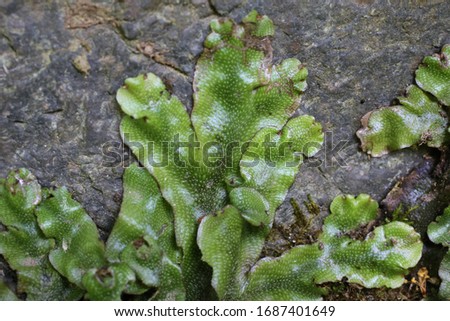 Marchantia polymorpha, Common liverwort, Marchantiaceae. Royalty-Free Stock Photo #1687401649