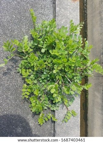Green plant on asphalt road.