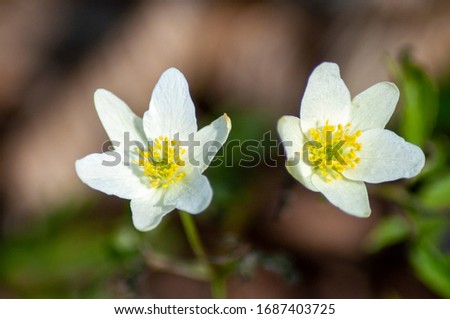 closeup image of first white spring flowers that growing in the forest on blurry background.