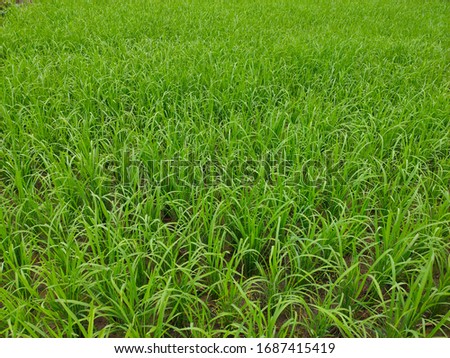 green rice plants in the fields