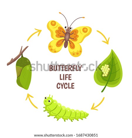 Butterfly life cycle. Insect emergence, transformation or metamorphosis. Caterpillar development stages. Biology cycle vector illustration