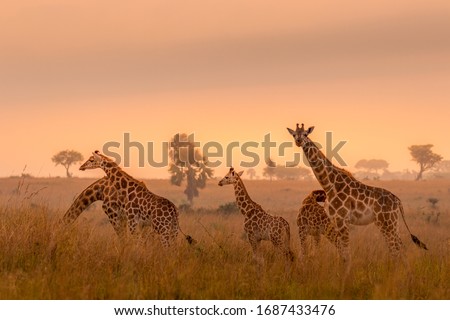 A tower Rothschild's giraffe ( Giraffa camelopardalis rothschildi) in a beautiful light at sunrise, Murchison Falls National Park, Uganda. Royalty-Free Stock Photo #1687433476