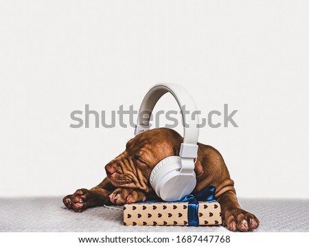 Pretty, charming puppy of chocolate color listening to music. Close-up, isolated background. Studio photo, white color. Concept of care, education, obedience training and raising pets