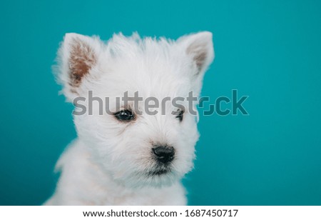 White west terrier puppy posing in the blue studio background.