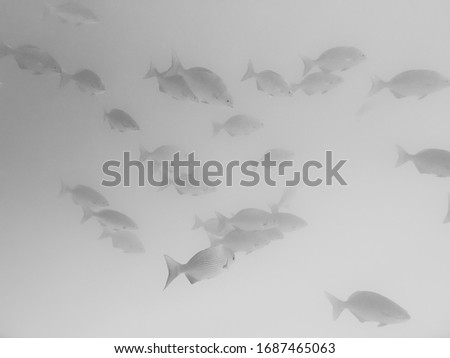 coral fish in their natural environment