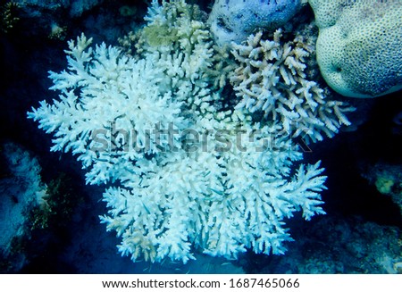coral fish in their natural environment