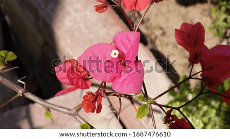 Boungavillea flower close up picture, Qatar