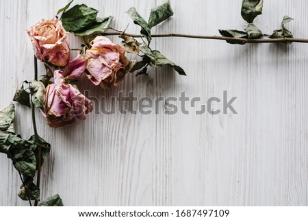 Composition dried rose flowers on a white wooden background. Copy space. Frame. Place for text and design. Greeting card. Flat lay, top view. Selective focus.