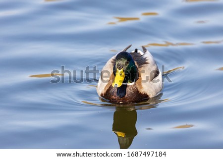 A male duck swims in a lake.