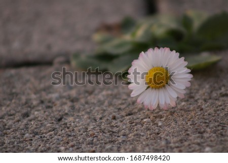 
white daisy sprouted from the asphalt