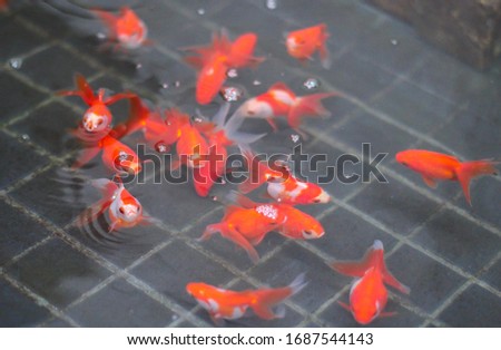 Blurred many red goldfish are swimming and praying for food.
