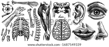 Anatomy of human bones and muscles. Organ systems. Body and Thorax and pelvis, heart and brain, eye and spine, sensory cortex. Leg and arm. Hand drawn engraved biology illustration.