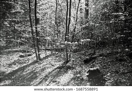Analog black and white photography of sun, shining trough the leaves of a wood land.