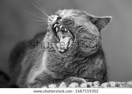 A furry cat yawns with its mouth wide open and its tongue and teeth sticking out, cat habits close-up