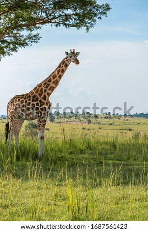 Lonely giraffe under a tree in the shadow