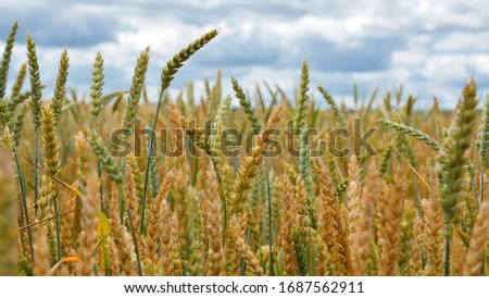 ears of wheat on a field background