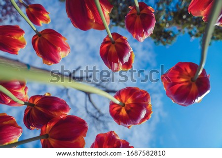 Tulip flower sea in spring, colorful and very beautiful in the park