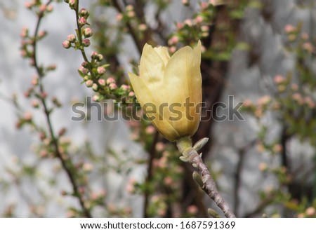 A picture of a branch of beautiful white magnolia outdoor