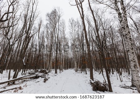 Leopard Land National Park. Beautiful forest road in the snow among tall white birches