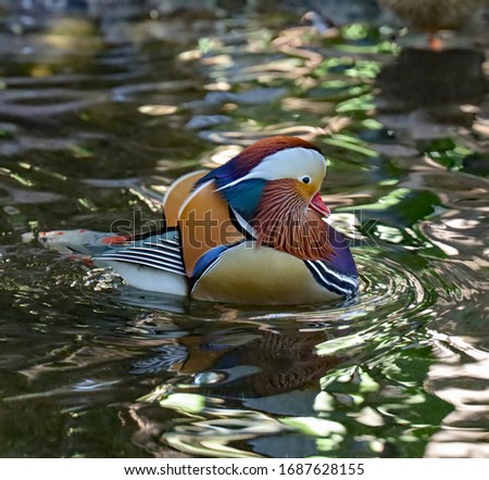Side view of a mandarin duck swimming in the water.
