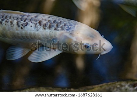 View of a white koi carp with brown/gray scales swimming in a pond.