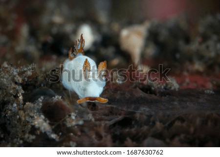 Nudibranch Black-Chin Trapania. Underwater macro photography from Tulamben, Bali,  Indonesia