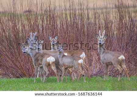 Group of deers on a mound in the spring background