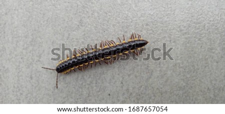Millipedes walked casually on the floor