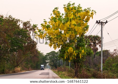 Golden Shower Tree beside a rural road that blossoms during the dry season which is commonly seen in Thai countryside.