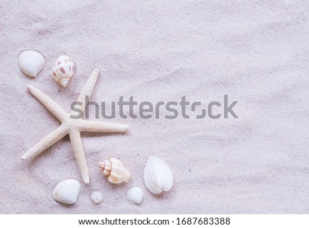 creative flat lay of beach and sea in summer holiday beach background with shells with copy space.