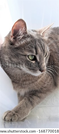 Beautiful furry domestic grey cat 