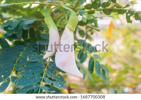 Sesbania grandiflora (Agasta, Sesban, Agati, Vegetable hummingbird) ; Showing twin white flowers hanging down, Half moon shape. Greenish petiole with long flower stalk. Covered by green leaves.