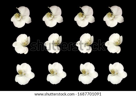 White orchid Phalaenopsis pattern on black background 