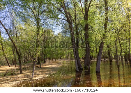 Beautiful sunny spring flooded forest in Ukraine