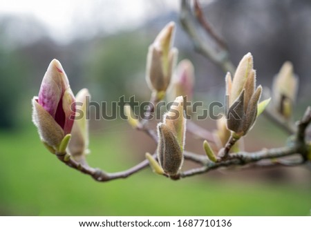 Pink flowers of Magnolia sulange. Blossoming magnolia flowers in spring time