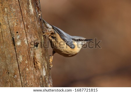 A  Eurasian Nuthatch (Sitta europaea) walking down a tree trunk with a clean, blurred background.