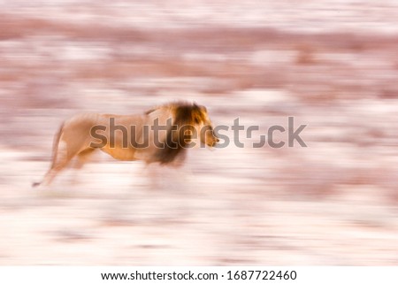 Artistic motion blur image of a large male lion walking through Kalahari desert with sand dune in the background, South Africa