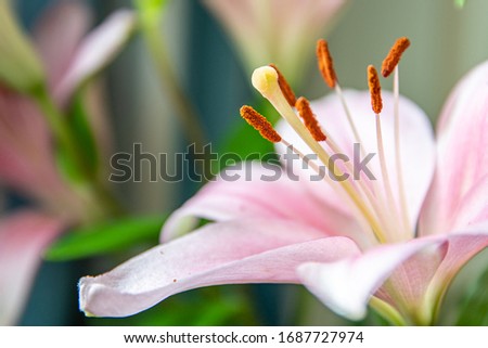 A beautiful close up of a bright flower showing the flower parts -  anthers and stigma Royalty-Free Stock Photo #1687727974