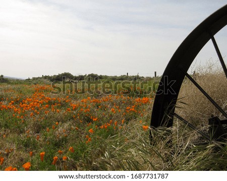 The silhouette of a rusty wheel of an antique farming machinery is abandoned in a field.