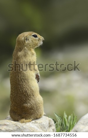 Ground Squirrel (Spermophilus citellus) Aladaglar National Park, Nigde / Turkey.
