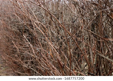 Brown bush branches without leaves