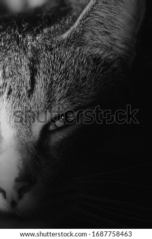 Grey Cat watching you from the dark