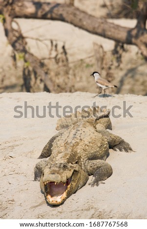 Mugger crocodile in Bardia, Nepal Royalty-Free Stock Photo #1687767568