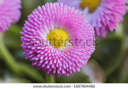 a thick drop of water is on a pink English Daisy flower