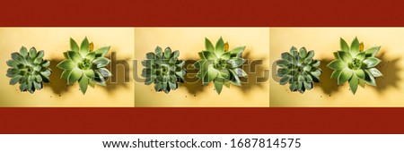 Creative banner with red border of seamless pattern of repeated photos of two green cactus succulents with shadows on pastel yellow  background. Floral web banner. Top view.