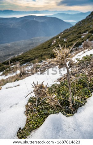 Dry grass under white clear snow on slopes at sunset, prickly plant, snowy hill, grass peek out from under snow, mountains is on background